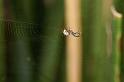 Leucage_granulata_D5544_Z_84_Wellington Point Esplanada_Australie